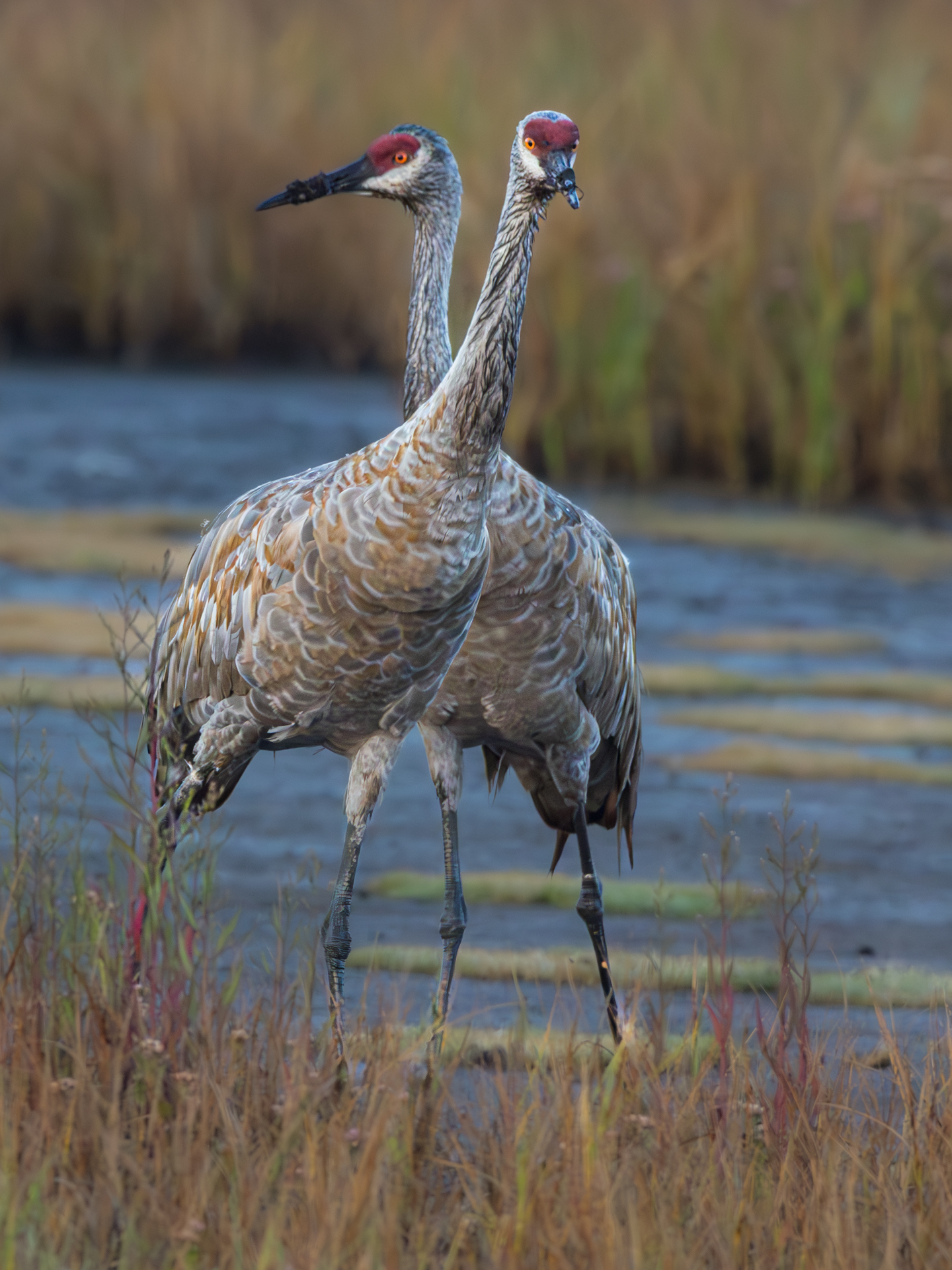 Open Nature 3rd   Double Trouble   by  Gregory Rinker.jpg